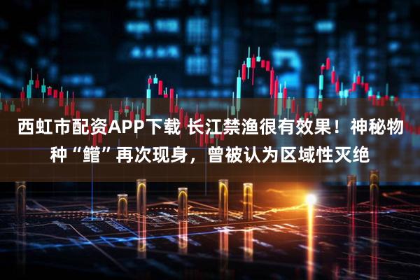 西虹市配资APP下载 长江禁渔很有效果！神秘物种“鳤”再次现身，曾被认为区域性灭绝