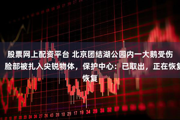 股票网上配资平台 北京团结湖公园内一大鹅受伤，脸部被扎入尖锐物体，保护中心：已取出，正在恢复